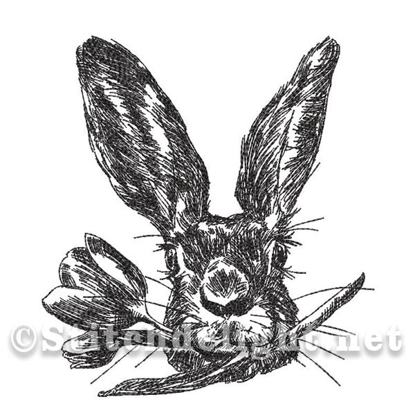 SD1394 Pencil Sketch Peter Rabbit