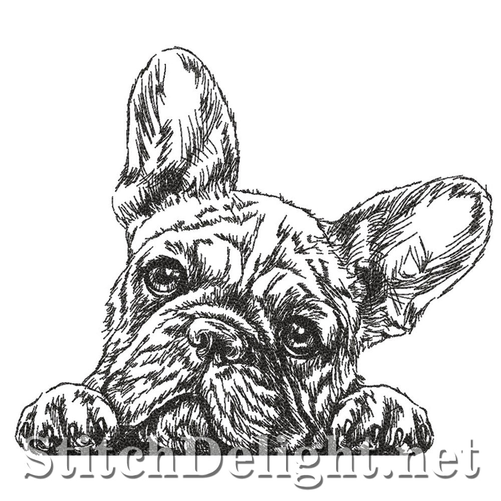 SDS4221 Bull Dog Pencil Sketch