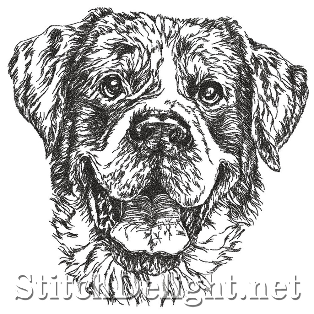 SDS4222 Pencil Sketch Rottweiler